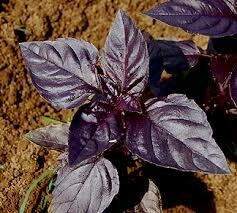 Basil- Rosie Basil- Rosie