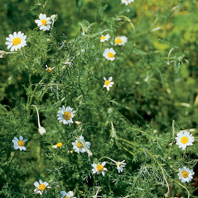 Chamomile- Roman Chamomile- Roman