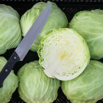 Cabbage- Farao F1 Cabbage- Farao F1