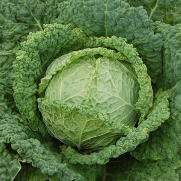 Cabbage- Famosa F1 Cabbage- Famosa F1