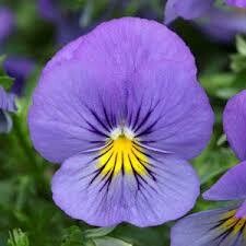 Cool Wave Pansy- Blue Skies 10 Cool Wave Pansy- Blue Skies 10