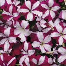 Petunia- Easy Wave Burgundy Star- 3 Petunia- Easy Wave Burgundy Star- 3