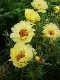 Moss Rose- Sundial Yellow- 4 Pack Moss Rose- Sundial Yellow- 4 Pack
