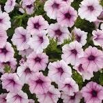 Petunia- Shock Wave Pink Vein- 3 Petunia- Shock Wave Pink Vein- 3