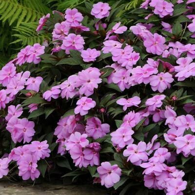 New Guinea Impatiens- Divine Lavender- 4 New Guinea Impatiens- Divine Lavender- 4