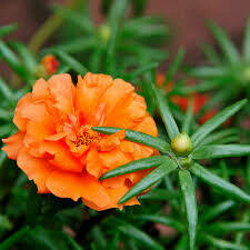 Moss Rose- Sundial Orange- 4 Pack Moss Rose- Sundial Orange- 4 Pack