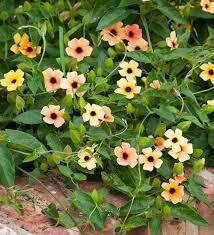 Black Eyed Susan Vine- African Sunset- 6 Black Eyed Susan Vine- African Sunset- 6