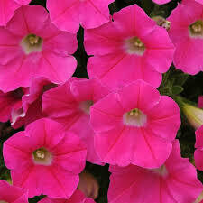 Petunia- Shock Wave Rose- 3 Petunia- Shock Wave Rose- 3