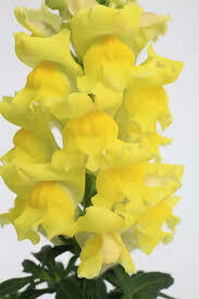 Snapdragon- Snaptastic Yellow- 4 Snapdragon- Snaptastic Yellow- 4