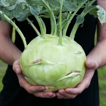 Kohlrabi- Kossak F1 Kohlrabi- Kossak F1