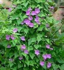 Asarina- Mystic Rose- 6 Asarina- Mystic Rose- 6