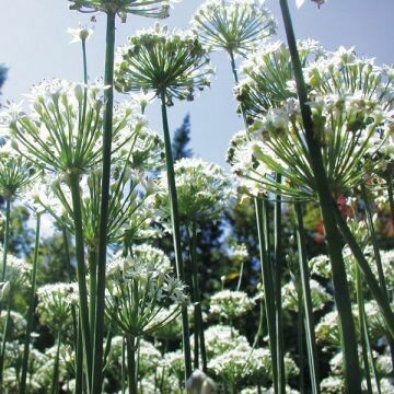 Chives- Garlic Chives- Garlic