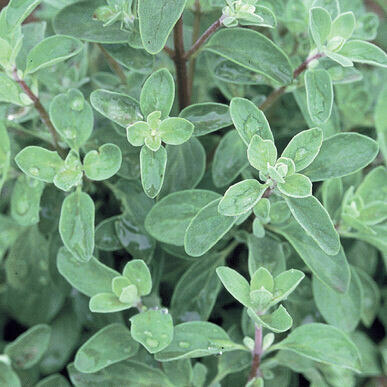 Marjoram- Sweet Marjoram- Sweet