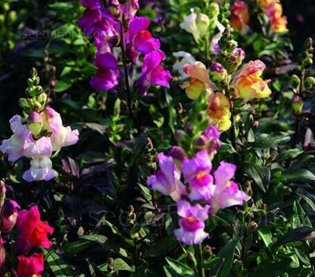 Snapdragon- Dark Leaved Mix- 4 Snapdragon- Dark Leaved Mix- 4