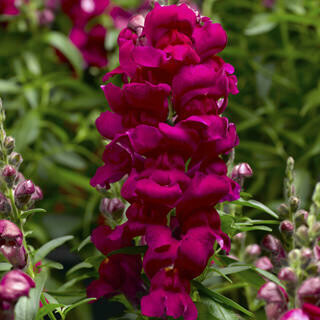 Snapdragon- Snaptastic Magenta- 4 Snapdragon- Snaptastic Magenta- 4