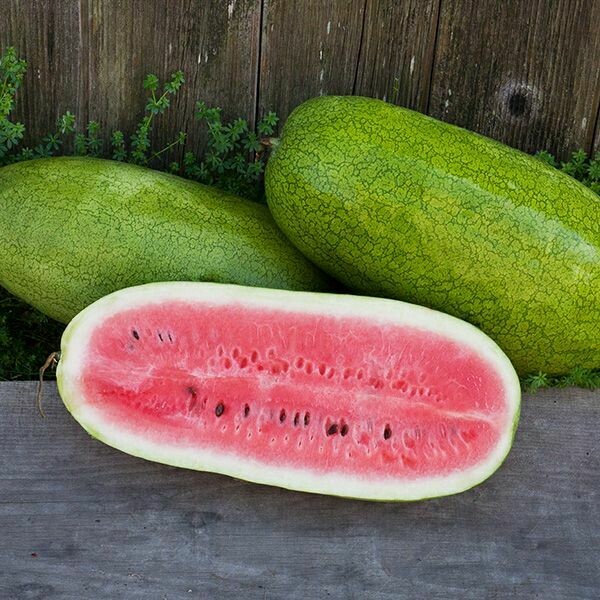 Watermelon- Ali Baba Watermelon- Ali Baba
