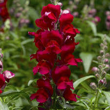 Snapdragon- Snaptastic Red- 4 Snapdragon- Snaptastic Red- 4