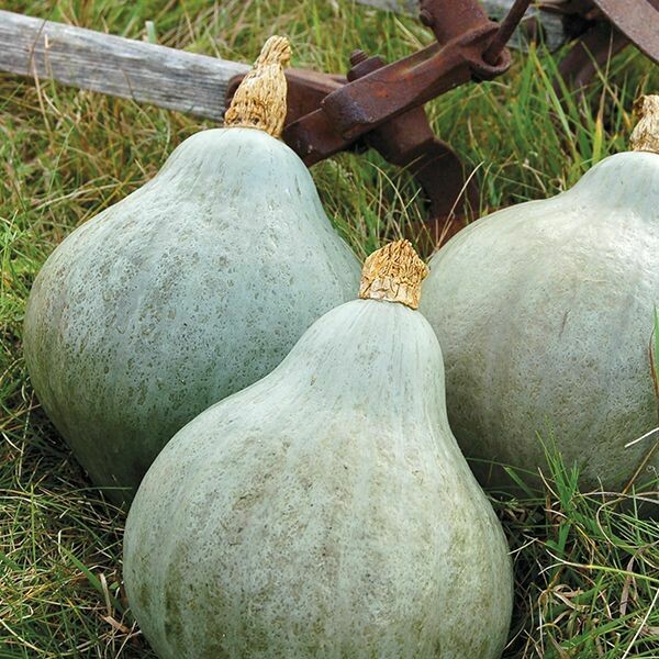 Winter Squash- Baby Blue Hubbard Winter Squash- Baby Blue Hubbard