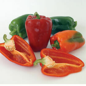 Pepper- Ace Pepper- Ace
