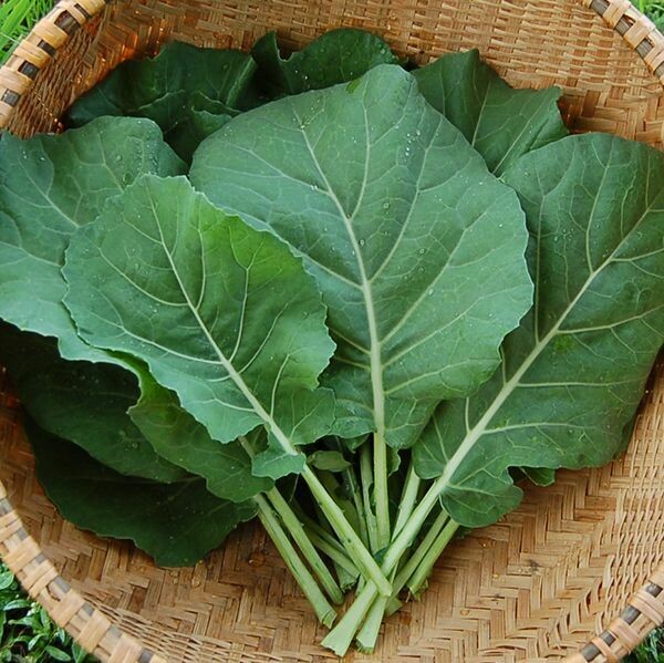 Collards- Champion Collards- Champion