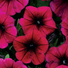 Petunia- Shock Wave Deep Purple- 10 Petunia- Shock Wave Deep Purple- 10