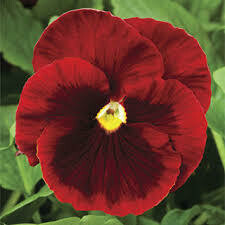 Pansy- Delta Premium Red Blotch- 3 Pansy- Delta Premium Red Blotch- 3