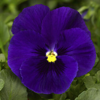 Pansy- Delta Premium Deep Blue-3 Pansy- Delta Premium Deep Blue-3