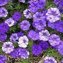 Petunia- Shock Wave Denim- 3 Petunia- Shock Wave Denim- 3