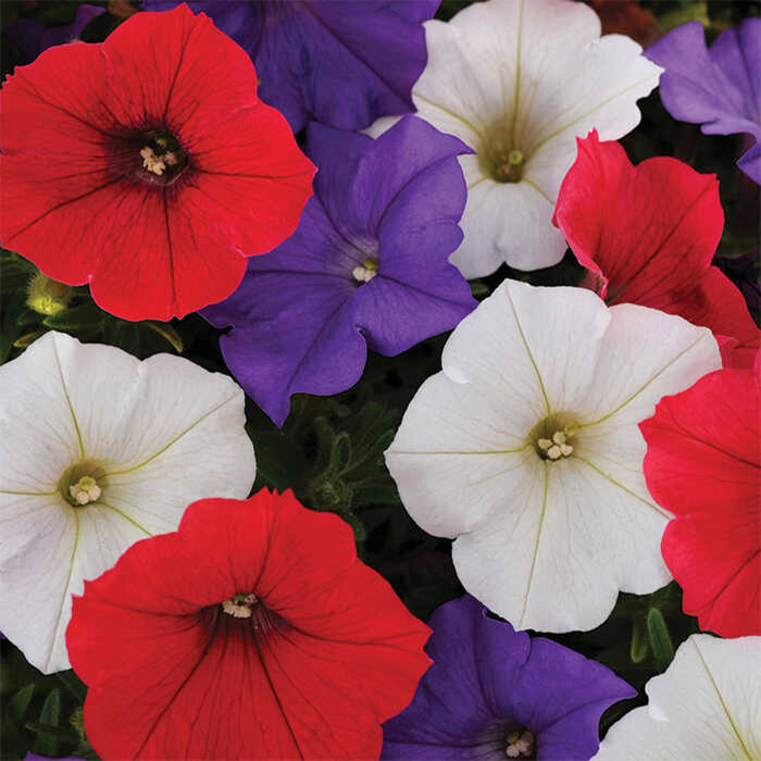 Petunia- Shockwave Denim/Red/Coconut- 12 Petunia- Shockwave Denim/Red/Coconut- 12