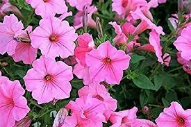 Petunia- Easy Wave Pink Passion- 10 Petunia- Easy Wave Pink Passion- 10