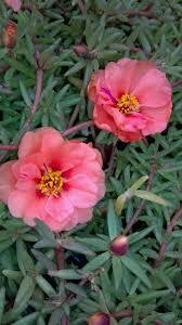 Moss Rose- Sundial Peach- 4 Pack Moss Rose- Sundial Peach- 4 Pack