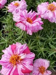 Moss Rose- Sundial Peppermint- 4 Pack Moss Rose- Sundial Peppermint- 4 Pack