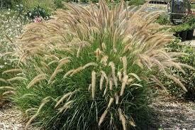 Grass- Pennisetum Fuzzy- 4 Grass- Pennisetum Fuzzy- 4