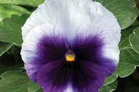 Pansy- Delta Premium Beaconsfield- 3 Pansy- Delta Premium Beaconsfield- 3