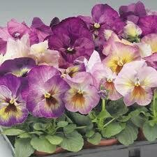 Pansy- Delta Premium Persian Medley- 3 Pansy- Delta Premium Persian Medley- 3