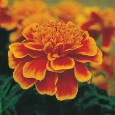 Marigold- Bonanza Flame- 2 Pack Marigold- Bonanza Flame- 2 Pack