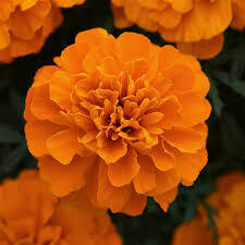 Marigold- Bonanza Deep Orange- 2 Pack Marigold- Bonanza Deep Orange- 2 Pack