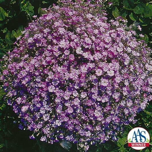 Gypsophila- Gypsy Deep Rose- 2 Pack Gypsophila- Gypsy Deep Rose- 2 Pack