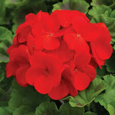 Geranium- Pinto Premium Dark Red- 3 Geranium- Pinto Premium Dark Red- 3