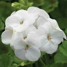 Geranium- Pinto Premium White- 3 Geranium- Pinto Premium White- 3