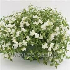 Wave Snapdragon- Candy Showers White- 4 Wave Snapdragon- Candy Showers White- 4