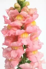 Snapdragon- Snaptastic Pink- 4 Snapdragon- Snaptastic Pink- 4