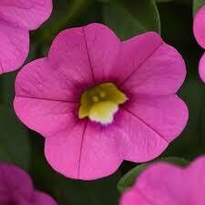 Calibrachoa- Kabloom Pink- 10 Calibrachoa- Kabloom Pink- 10