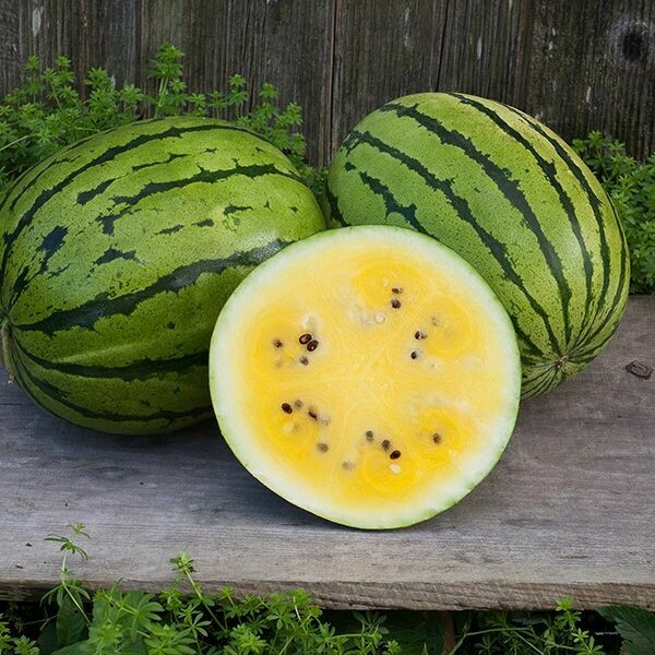 Watermelon- Baby Doll F1 Watermelon- Baby Doll F1