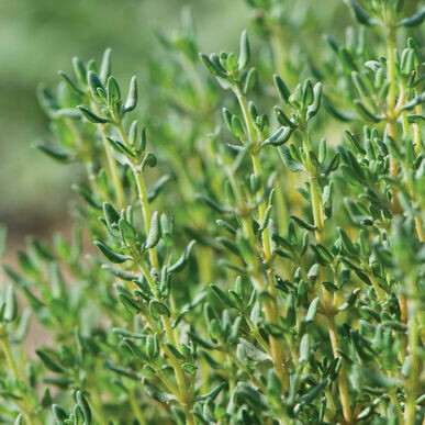 Thyme- German Winter Thyme- German Winter