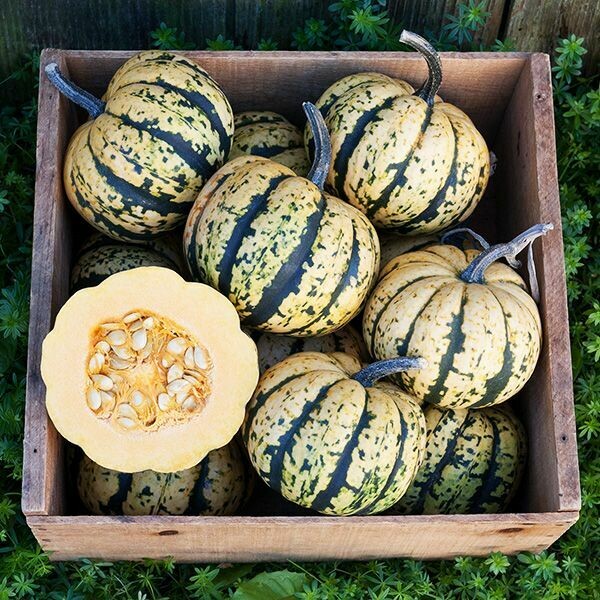 Winter Squash- Sugar Dumpling F1 Winter Squash- Sugar Dumpling F1