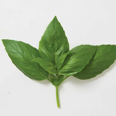 Basil- Aroma II Basil- Aroma II