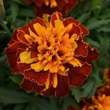 Marigold- Bonanza Harmony- 2 Pack Marigold- Bonanza Harmony- 2 Pack
