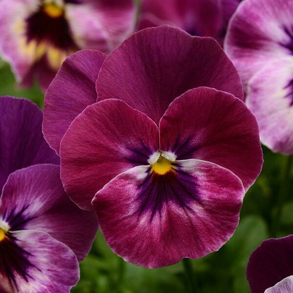 Cool Wave Pansy- Raspberry 10 Cool Wave Pansy- Raspberry 10