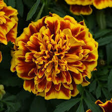 Marigold- Bonanza Bee- 2 Pack Marigold- Bonanza Bee- 2 Pack